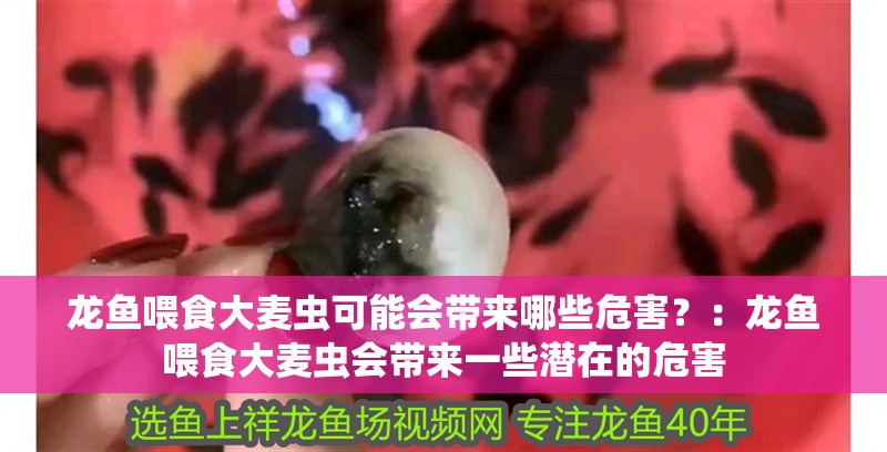 龍魚喂食大麥蟲可能會帶來哪些危害？：龍魚喂食大麥蟲會帶來一些潛在的危害