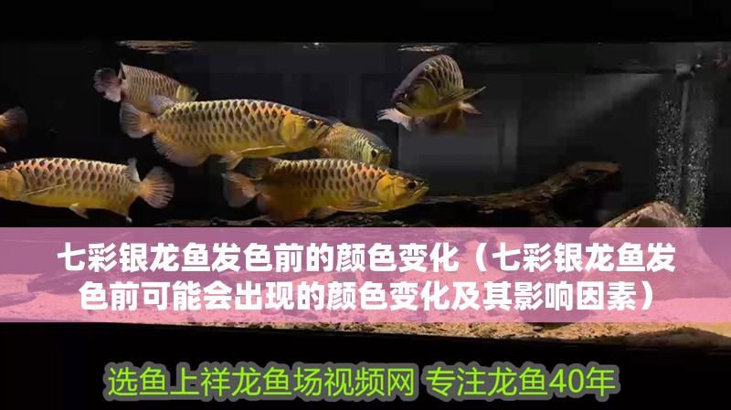 七彩銀龍魚發(fā)色前的顏色變化（七彩銀龍魚發(fā)色前可能會(huì)出現(xiàn)的顏色變化及其影響因素） 七彩銀龍魚發(fā)色前的顏色變化（七彩銀龍魚發(fā)色前可能會(huì)出現(xiàn)的顏色變化及其影響因素） 龍魚百科
