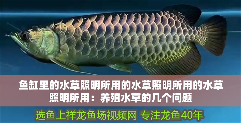 魚缸里的水草照明所用的水草照明所用的水草照明所用：養殖水草的幾個問題