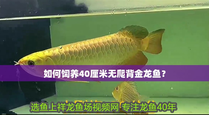 如何飼養(yǎng)40厘米無爬背金龍魚？ 如何飼養(yǎng)40厘米無爬背金龍魚？ 龍魚百科