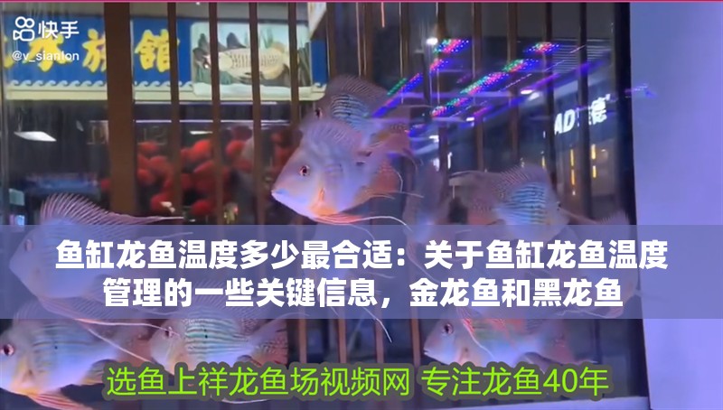 魚缸龍魚溫度多少最合適：關(guān)于魚缸龍魚溫度管理的一些關(guān)鍵信息，金龍魚和黑龍魚 魚缸龍魚溫度多少最合適：關(guān)于魚缸龍魚溫度管理的一些關(guān)鍵信息，金龍魚和黑龍魚 龍魚百科