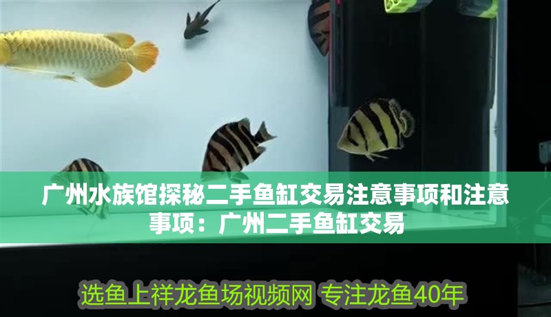 龍魚干蝦有營養(yǎng)嗎 廣州水族館探秘二手魚缸交易注意事項(xiàng)和注意事項(xiàng):廣州二手魚缸交易 魚缸百科 廣州水族館探秘二手魚缸交易注意事項(xiàng)和注意事項(xiàng):廣州二手魚缸交易 廣州水族館探秘二手魚缸交易注意事項(xiàng)和注意事項(xiàng):廣州二手魚缸交易 魚缸百科