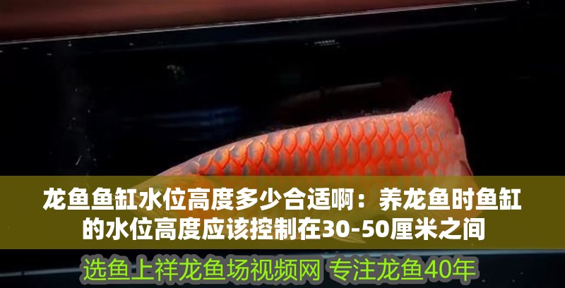 龍魚魚缸水位高度多少合適啊：養龍魚時魚缸的水位高度應該控制在30-50厘米之間