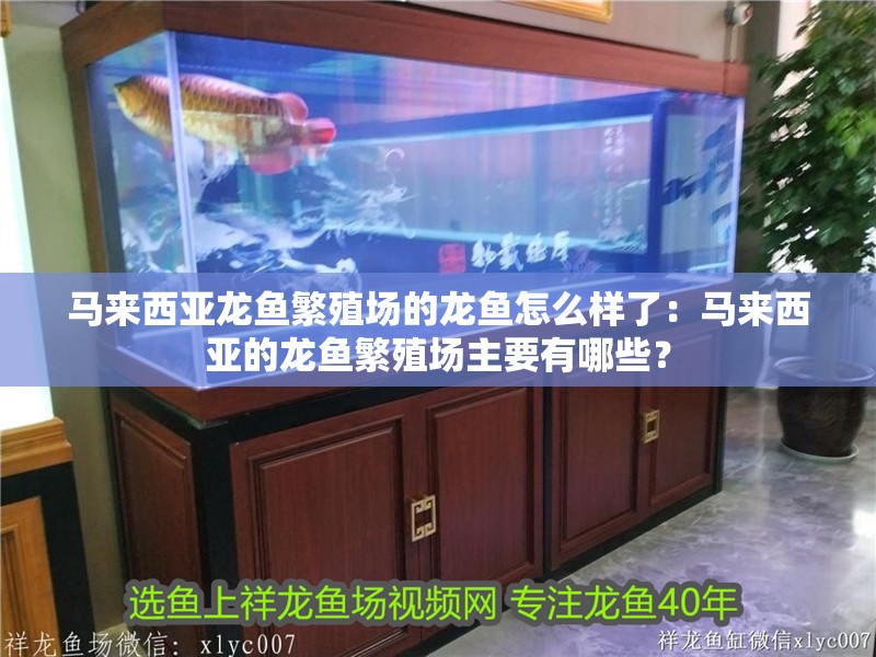 馬來西亞龍魚繁殖場的龍魚怎么樣了：馬來西亞的龍魚繁殖場主要有哪些？