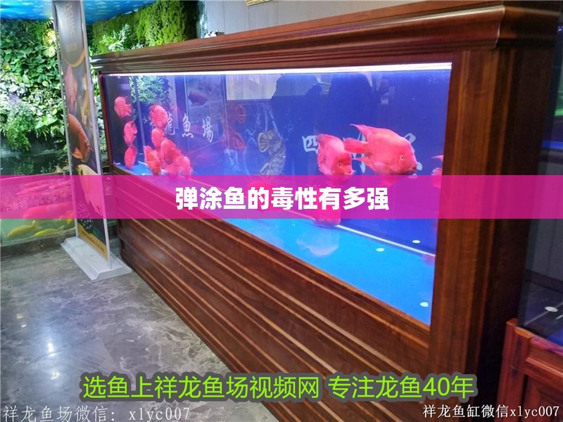 彈涂魚的毒性有多強(qiáng)