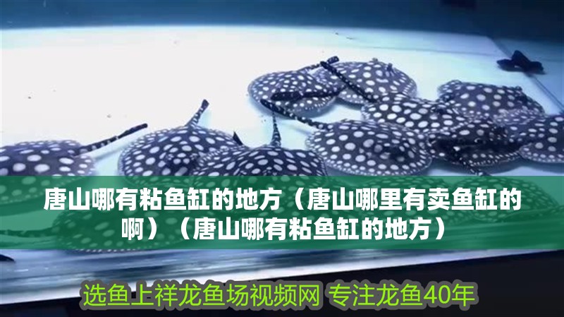 給大魚缸換水的作文:體驗給大魚缸換水的樂趣:體驗給大魚缸換水:給大魚缸換水的作文 唐山哪有粘魚缸的地方(唐山哪里有賣魚缸的啊)(唐山哪有粘魚缸的地方) 魚缸百科 唐山哪有粘魚缸的地方(唐山哪里有賣魚缸的啊)(唐山哪有粘魚缸的地方) 唐山哪有粘魚缸的地方(唐山哪里有賣魚缸的啊)(唐山哪有粘魚缸的地方) 魚缸百科