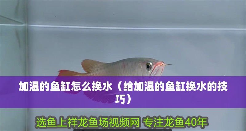 龍魚干蝦有營養(yǎng)嗎 加溫的魚缸怎么換水(給加溫的魚缸換水的技巧) 魚缸百科 加溫的魚缸怎么換水(給加溫的魚缸換水的技巧) 加溫的魚缸怎么換水(給加溫的魚缸換水的技巧) 魚缸百科