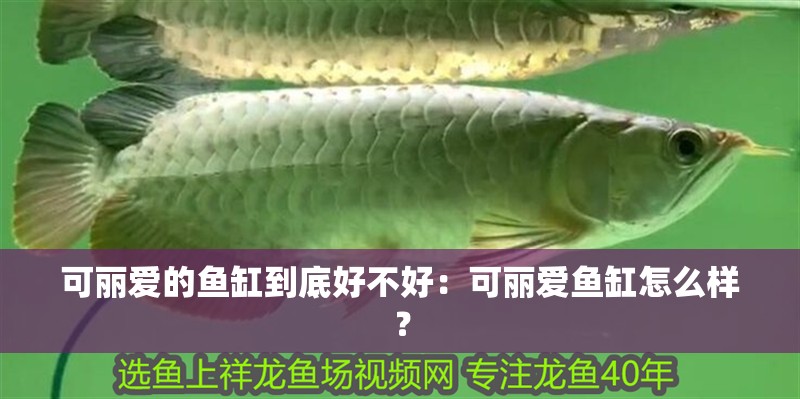 可麗愛的魚缸到底好不好：可麗愛魚缸怎么樣？