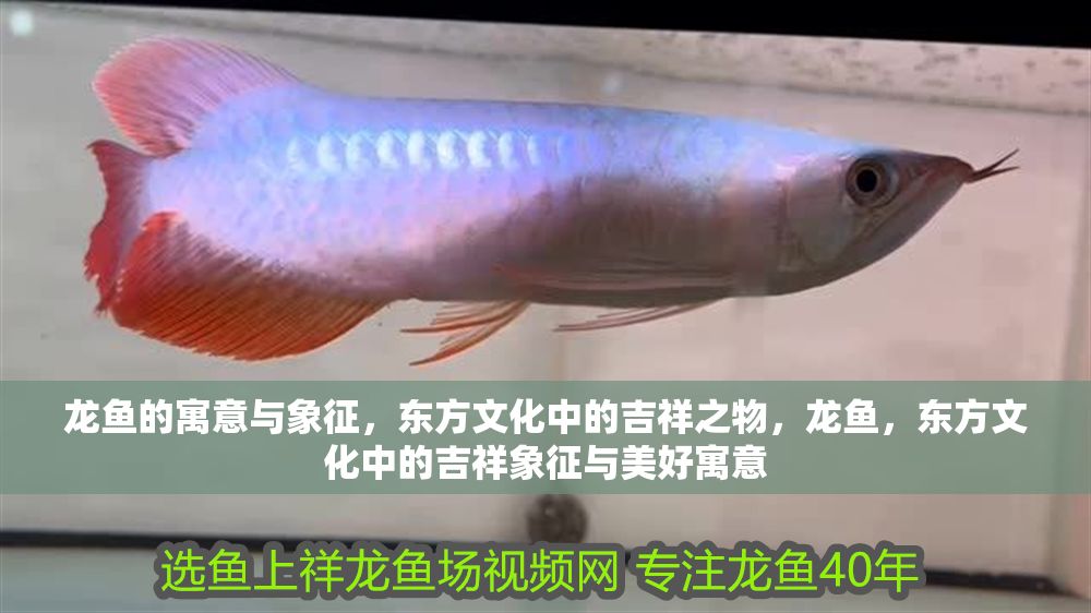 龍魚的寓意與象征，東方文化中的吉祥之物，龍魚，東方文化中的吉祥象征與美好寓意
