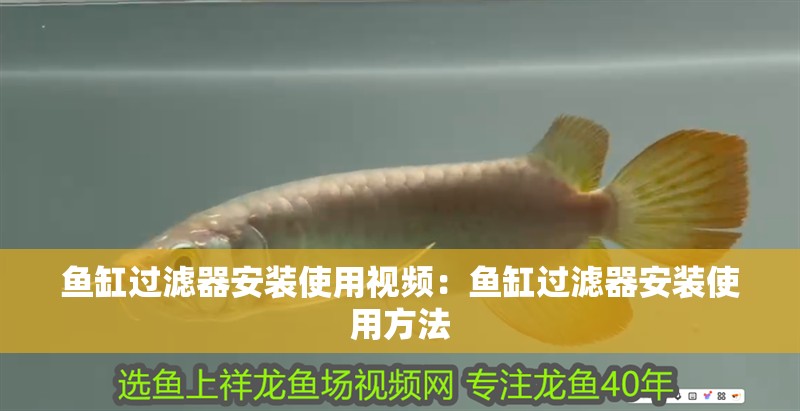 魚缸過濾器安裝使用視頻：魚缸過濾器安裝使用方法