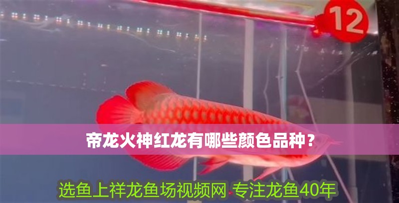 魚缸用增氧泵價格是多少:魚缸增氧機-xtrac增氧機-xtrac增氧機 帝龍火神紅龍有哪些顏色品種? 龍魚論壇 帝龍火神紅龍有哪些顏色品種? 帝龍火神紅龍有哪些顏色品種? 龍魚論壇