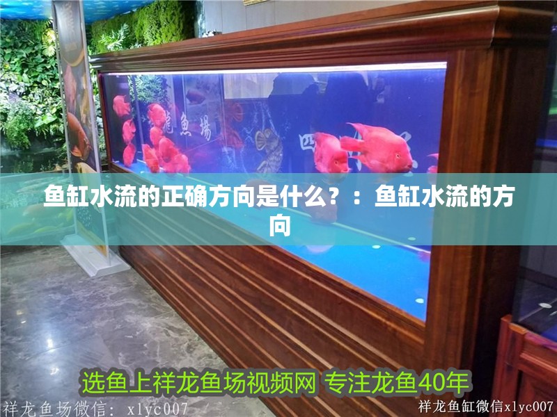 魚缸水流的正確方向是什么？：魚缸水流的方向