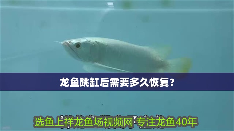 紅龍魚(yú)用黃燈烤有用嗎 龍魚(yú)跳缸后需要多久恢復(fù)? 龍魚(yú)論壇 龍魚(yú)跳缸后需要多久恢復(fù)? 龍魚(yú)跳缸后需要多久恢復(fù)? 龍魚(yú)論壇