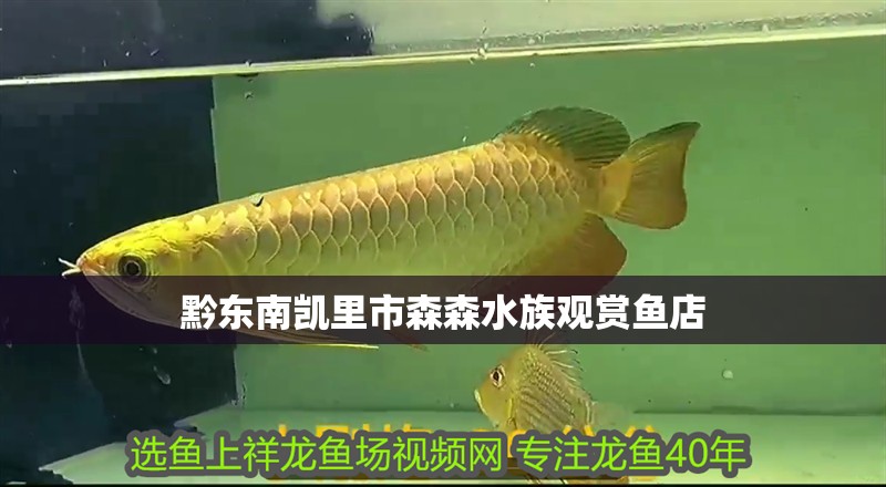 黔東南凱里市森森水族觀賞魚店