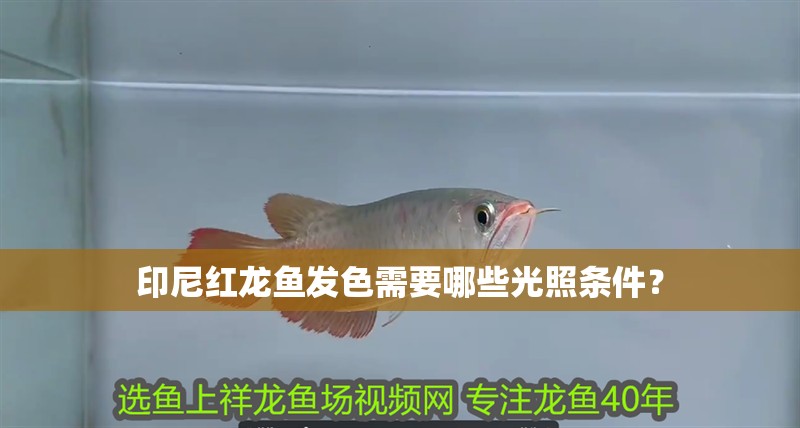 印尼紅龍魚發色需要哪些光照條件？