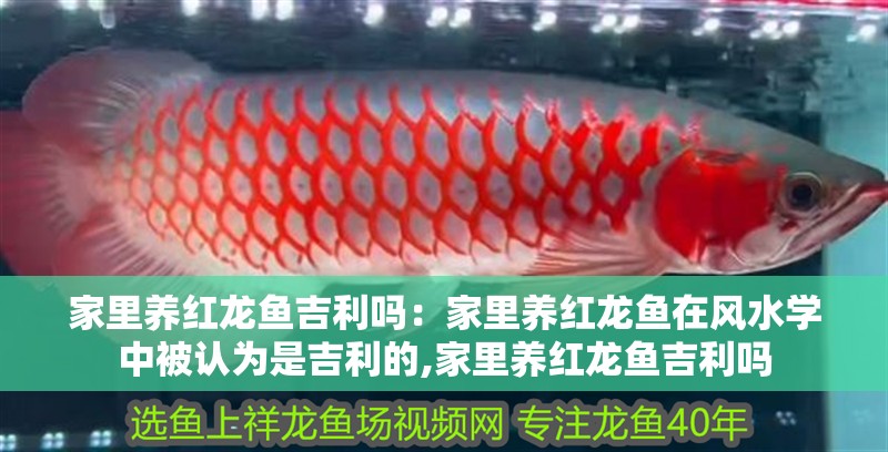 魚缸過濾器選購指南:自制魚缸過濾器魚缸上置過濾器對于養魚愛好者的必備知識 家里養紅龍魚吉利嗎:家里養紅龍魚在風水學中被認為是吉利的,家里養紅龍魚吉利嗎 龍魚百科 家里養紅龍魚吉利嗎:家里養紅龍魚在風水學中被認為是吉利的,家里養紅龍魚吉利嗎 家里養紅龍魚吉利嗎:家里養紅龍魚在風水學中被認為是吉利的,家里養紅龍魚吉利嗎 龍魚百科