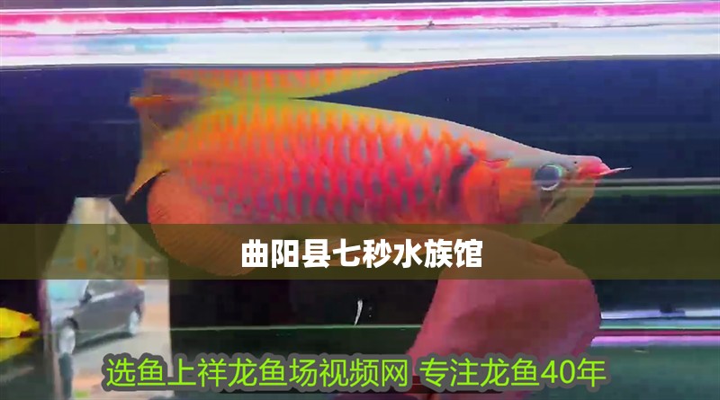 曲陽縣七秒水族館