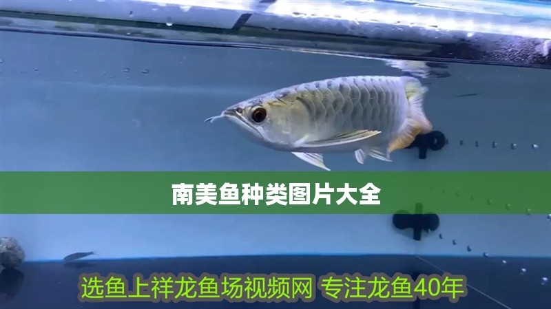 南美魚種類圖片大全