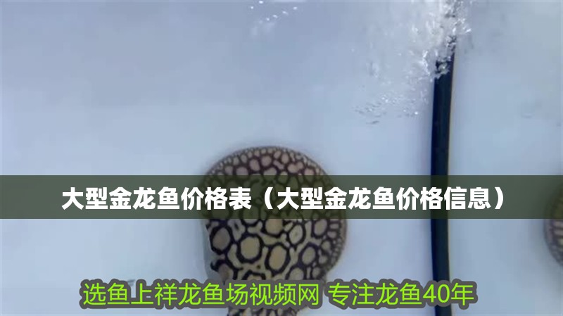 大型金龍魚價格表（大型金龍魚價格信息）