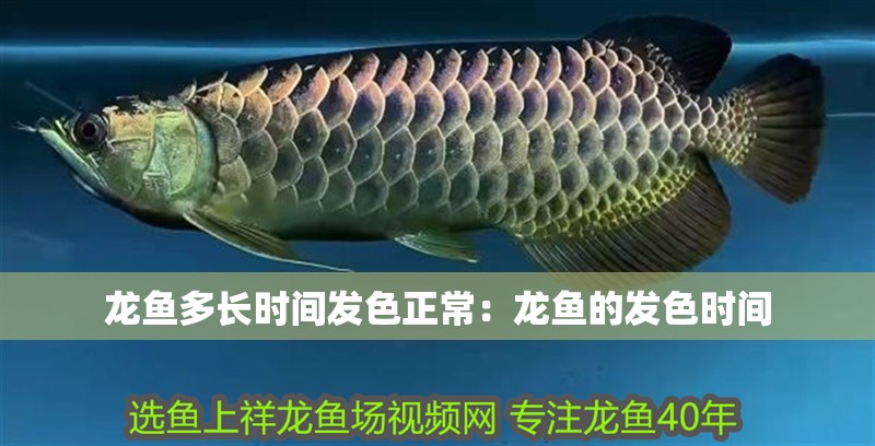 龍魚多長時間發(fā)色正常：龍魚的發(fā)色時間