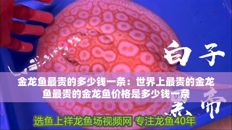 金龍魚最貴的多少錢一條：世界上最貴的金龍魚最貴的金龍魚價格是多少錢一條