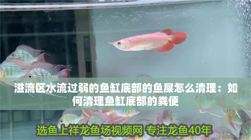 紅龍魚用黃燈烤有用嗎 溢流區水流過弱的魚缸底部的魚屎怎么清理:如何清理魚缸底部的糞便 魚缸百科 溢流區水流過弱的魚缸底部的魚屎怎么清理:如何清理魚缸底部的糞便 溢流區水流過弱的魚缸底部的魚屎怎么清理:如何清理魚缸底部的糞便 魚缸百科