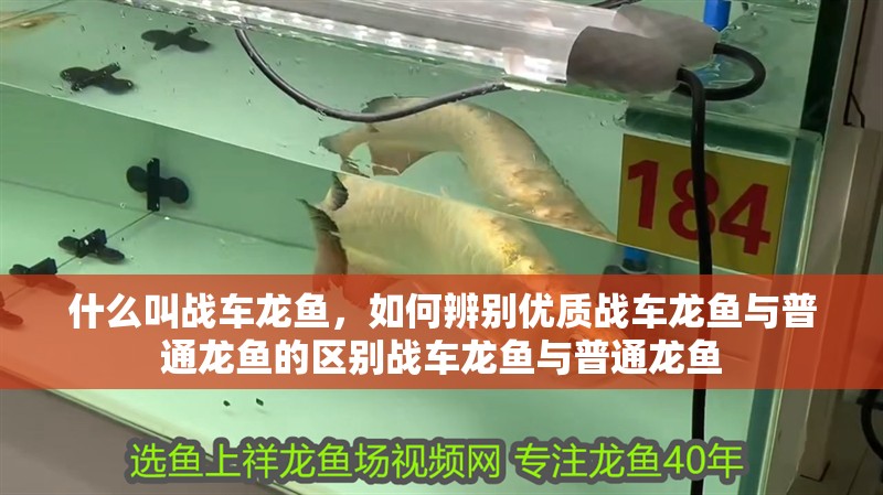 什么叫戰車龍魚，如何辨別優質戰車龍魚與普通龍魚的區別戰車龍魚與普通龍魚