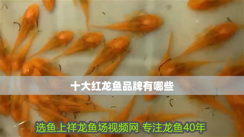 龍魚怕什么 十大紅龍魚品牌有哪些 龍魚論壇 十大紅龍魚品牌有哪些 十大紅龍魚品牌有哪些 龍魚論壇