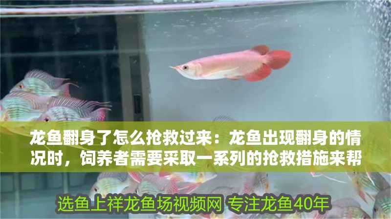 龍魚翻身了怎么搶救過來：龍魚出現翻身的情況時，飼養者需要采取一系列的搶救措施來幫助龍魚恢復 龍魚翻身了怎么搶救過來：龍魚出現翻身的情況時，飼養者需要采取一系列的搶救措施來幫助龍魚恢復 龍魚百科