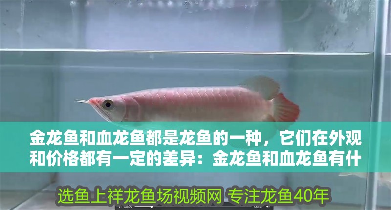 金龍魚和血龍魚都是龍魚的一種，它們在外觀和價格都有一定的差異：金龍魚和血龍魚有什么區(qū)別？