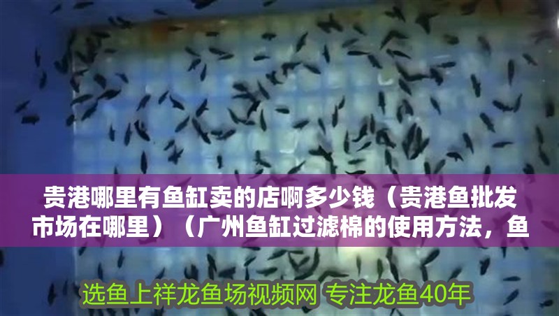 貴港哪里有魚(yú)缸賣的店啊多少錢(qián)（貴港魚(yú)批發(fā)市場(chǎng)在哪里）（廣州魚(yú)缸過(guò)濾棉的使用方法，魚(yú)缸過(guò)濾棉的使用方法）