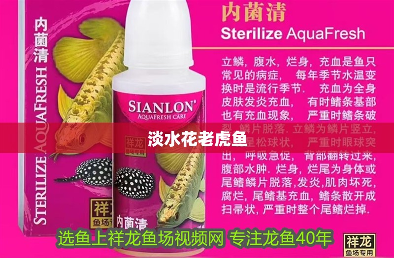 淡水花老虎魚 淡水花老虎魚 龍魚論壇