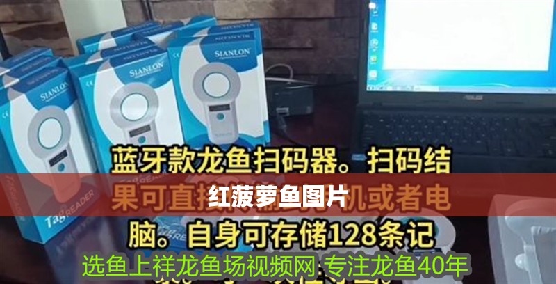 紅菠蘿魚圖片