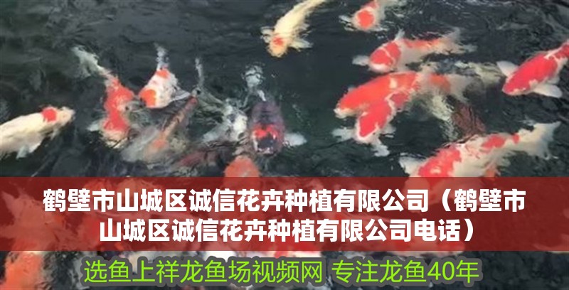 鶴壁市山城區誠信花卉種植有限公司（鶴壁市山城區誠信花卉種植有限公司電話）