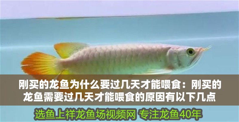 剛買的龍魚為什么要過幾天才能喂食：剛買的龍魚需要過幾天才能喂食的原因有以下幾點