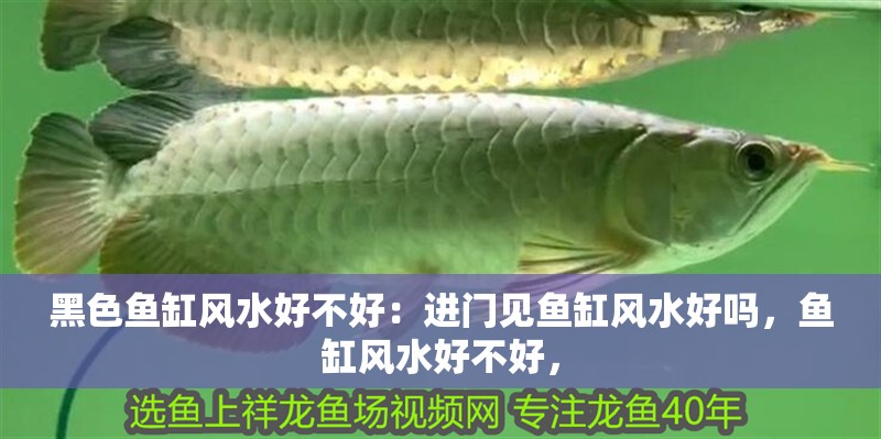 黑色魚缸風水好不好：進門見魚缸風水好嗎，魚缸風水好不好， 黑色魚缸風水好不好：進門見魚缸風水好嗎，魚缸風水好不好， 魚缸百科