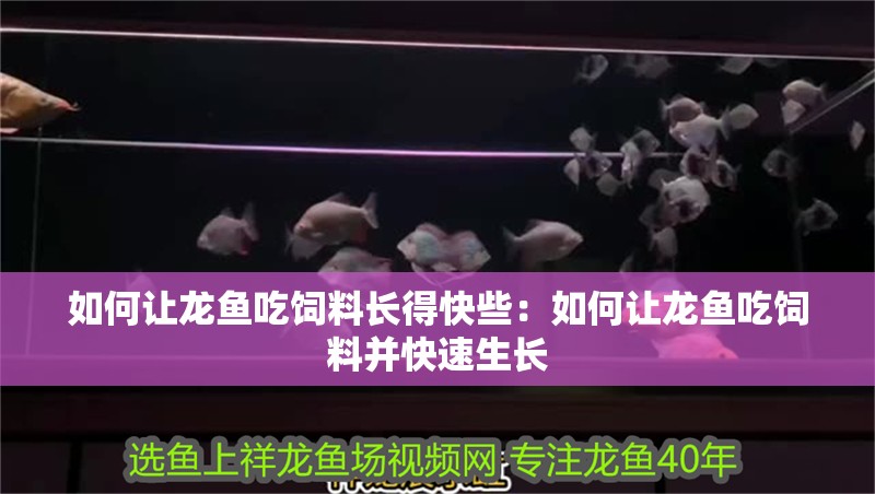 如何讓龍魚(yú)吃飼料長(zhǎng)得快些：如何讓龍魚(yú)吃飼料并快速生長(zhǎng)