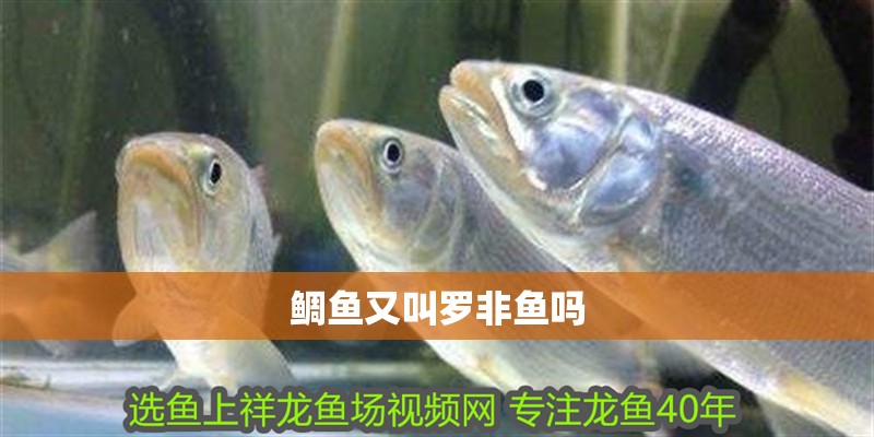 鯛魚又叫羅非魚嗎
