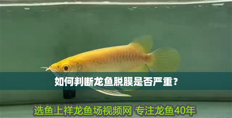 如何判斷龍魚脫膜是否嚴(yán)重？