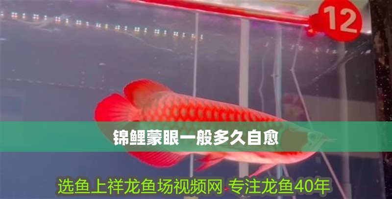 錦鯉蒙眼一般多久自愈