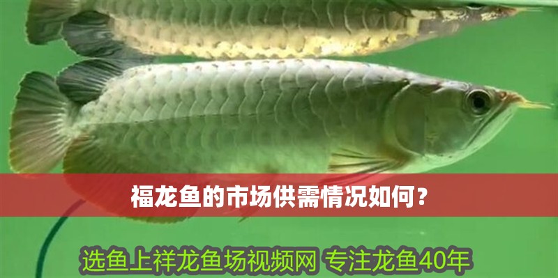 福龍魚的市場供需情況如何？