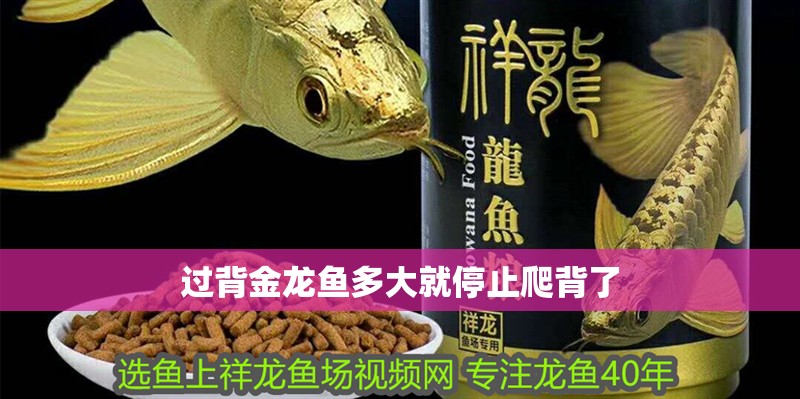 過背金龍魚多大就停止爬背了 過背金龍魚多大就停止爬背了 龍魚論壇