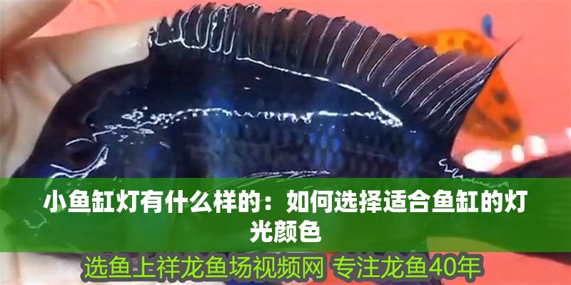 小魚(yú)缸燈有什么樣的：如何選擇適合魚(yú)缸的燈光顏色 小魚(yú)缸燈有什么樣的：如何選擇適合魚(yú)缸的燈光顏色 魚(yú)缸百科