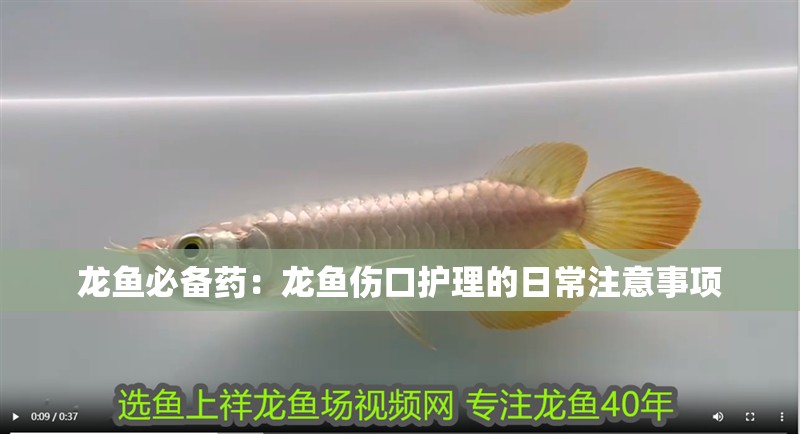 印尼虎魚多少溫度飼養最好:印尼虎魚多少溫度飼養最好印尼虎魚多少溫度飼養最好 龍魚必備藥:龍魚傷口護理的日常注意事項 龍魚百科 龍魚必備藥:龍魚傷口護理的日常注意事項 龍魚必備藥:龍魚傷口護理的日常注意事項 龍魚百科