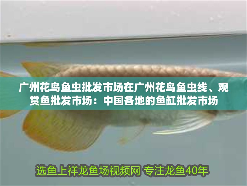 廣州花鳥魚蟲批發市場在廣州花鳥魚蟲線、觀賞魚批發市場：中國各地的魚缸批發市場