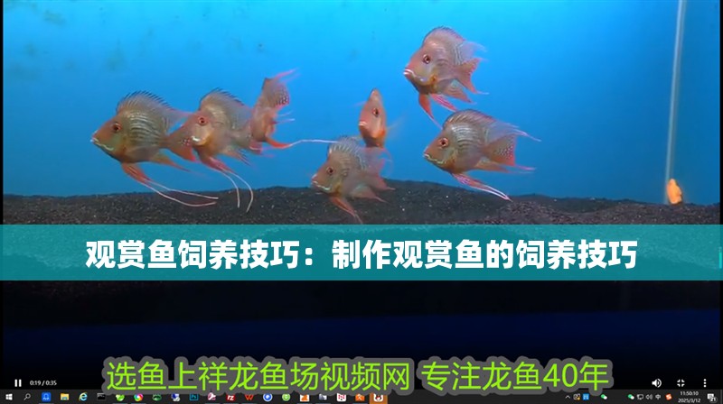 觀賞魚飼養技巧：制作觀賞魚的飼養技巧