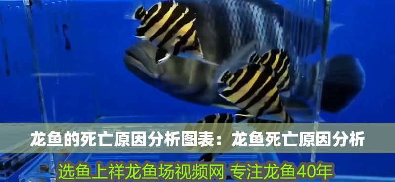 龍魚的死亡原因分析圖表：龍魚死亡原因分析