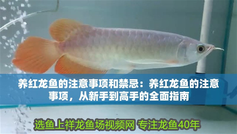 養(yǎng)紅龍魚(yú)的注意事項(xiàng)和禁忌：養(yǎng)紅龍魚(yú)的注意事項(xiàng)，從新手到高手的全面指南