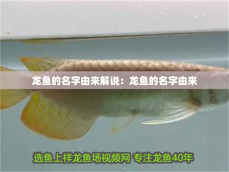 龍魚的名字由來解說：龍魚的名字由來