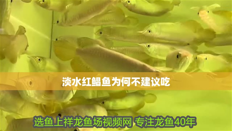 淡水紅鯧魚(yú)為何不建議吃